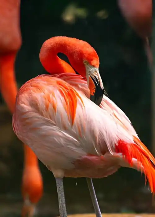 Exotic bird species in Yala National Park