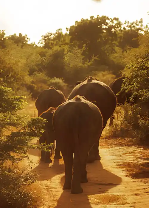Wild Asian Elephants grazing in Yala