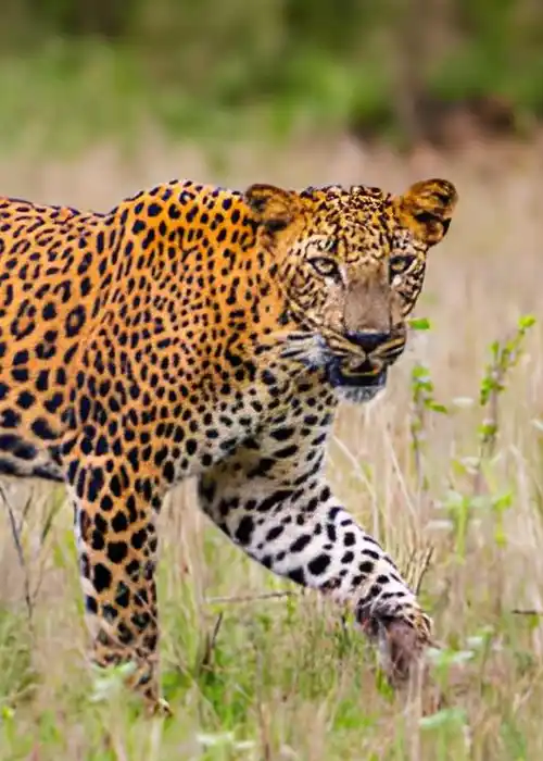 Sri Lankan Leopard Panthera pardus kotiya